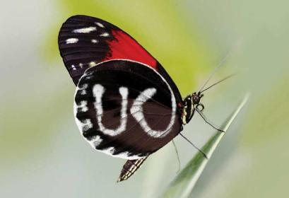 British Council Maroc