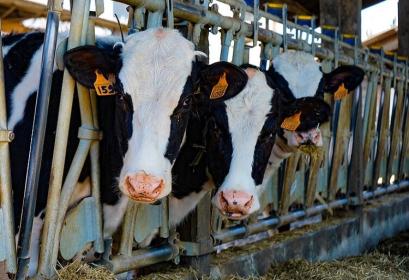 Concours ouvrier qualifié polyculture élevage institut Taounate 2019