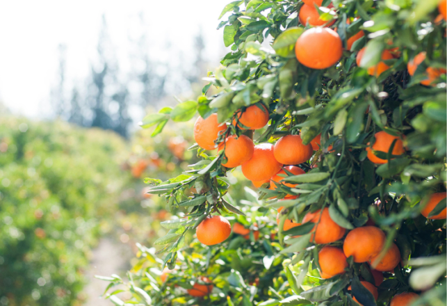 Concours Cycle Qualification Centre Qualification Agricole Oulmes 2024-2025