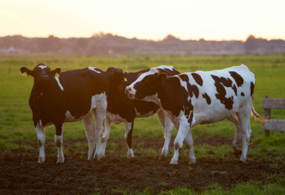 Concours techniciens production animale institut technique agricole Tiflet 2024-2025