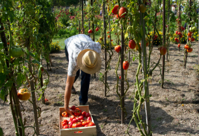 Concours 1ère année Centre Qualification Agricole Tiznit 2024-2025
