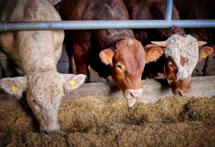 Concours TS Elevage Ruminants Iinstitut Techniciens Specialisés Agriculture fkih ben salah 2024-2025