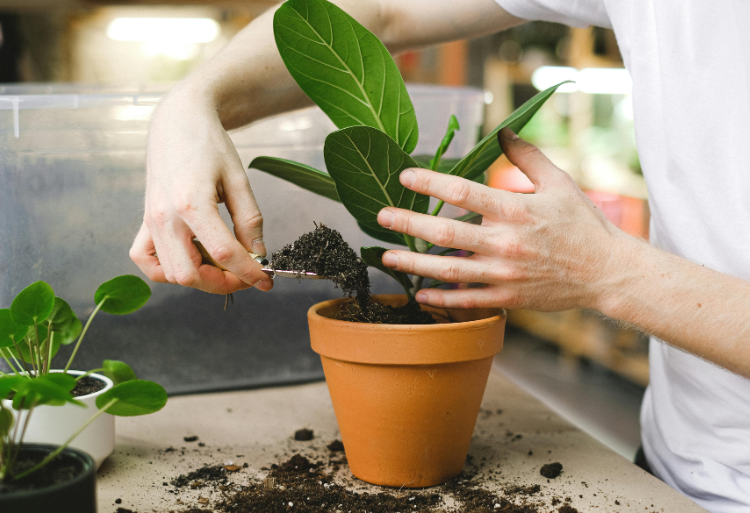Concours Technico commercial production horticole Institut TS Agriculture fkih ben salah 2024-2025
