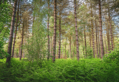 Concours Institut Royal des Techniciens Spécialisés des Eaux et Forets 2025-2026